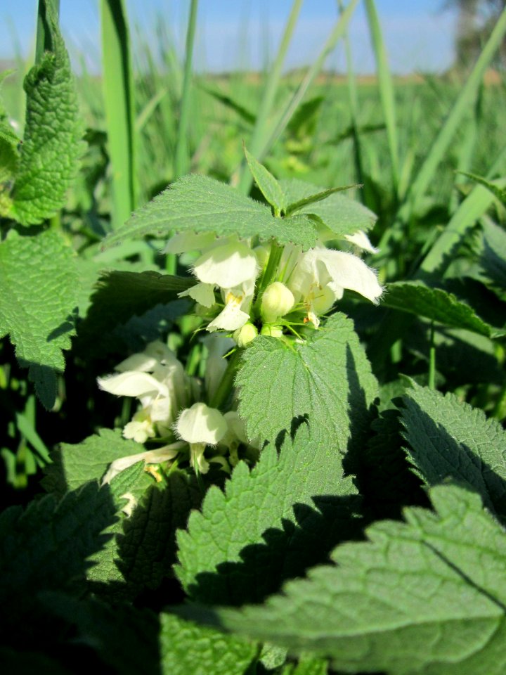 20130424Lamium album1