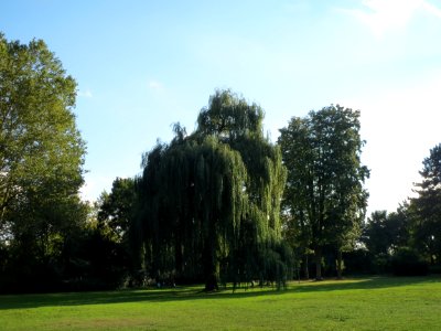 20130910Trauerweide Speyer4