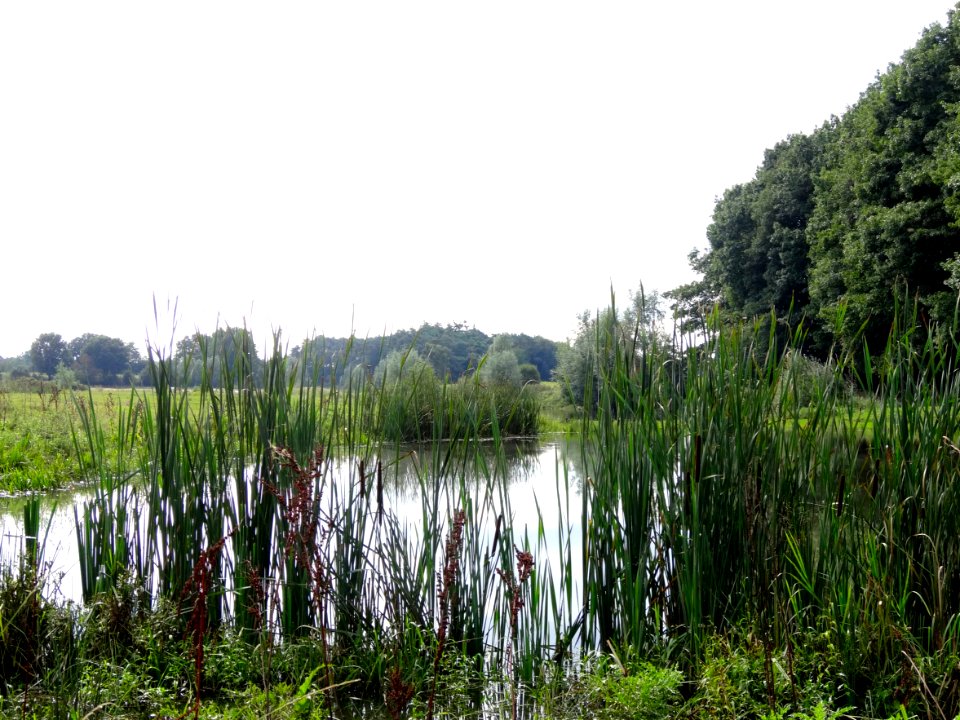 20130912 Beneden-Regge2 nabij Lemele