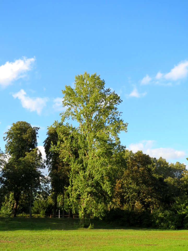 20130910Pappel Speyer1