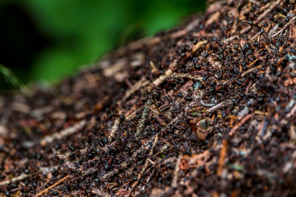 Ant hill nature close up