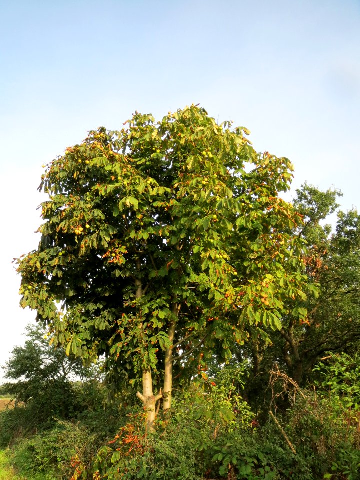 20130921Aesculus hippocastanum3