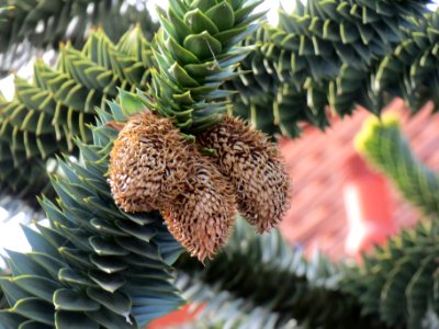 20130906Araucaria araucana3