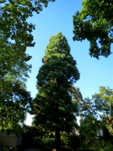 20130910Sequoiadendron giganteum1