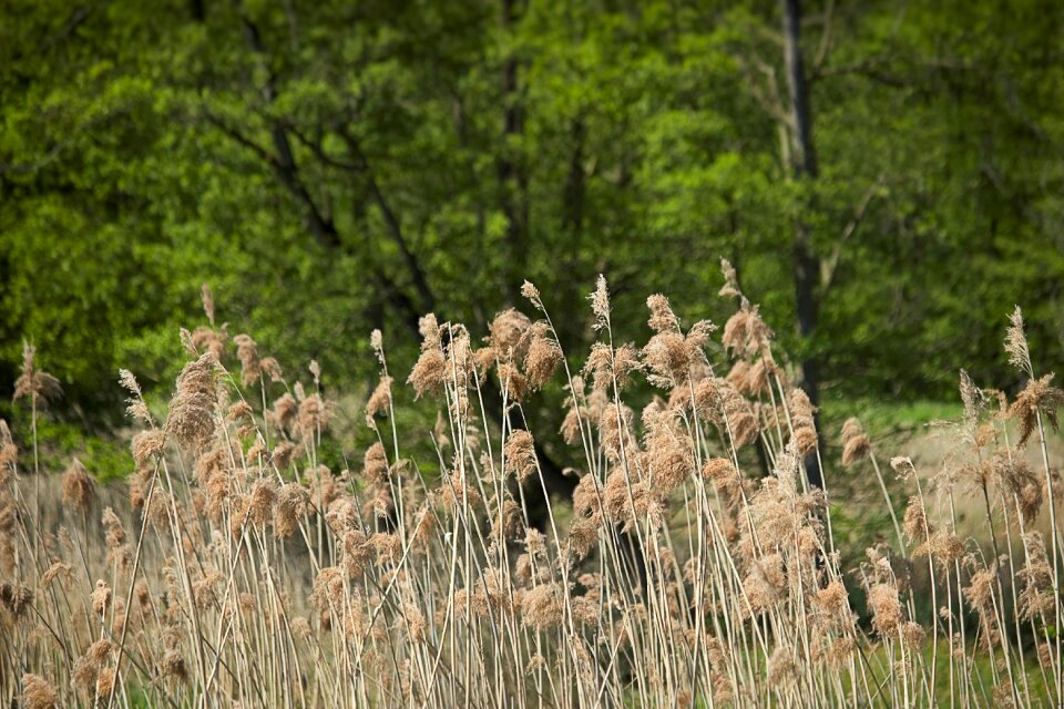Spike grasses nature