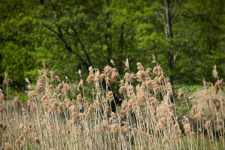 Spike grasses nature