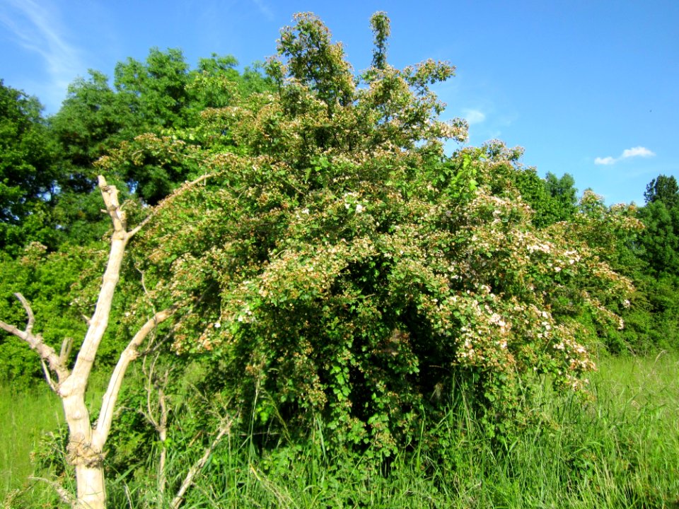 20130528Weissdorn Reilingen10