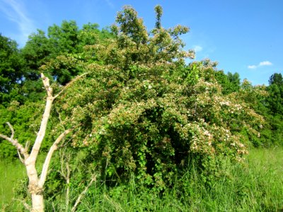 20130528Weissdorn Reilingen10