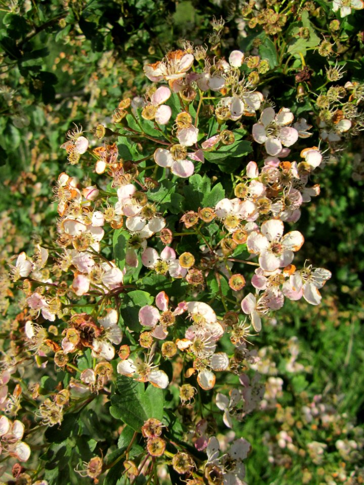 20130528Weissdorn Reilingen08