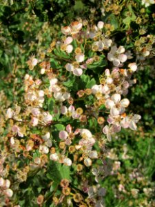20130528Weissdorn Reilingen08