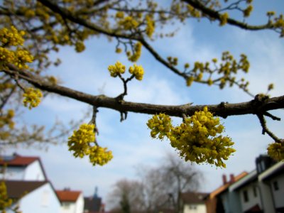 20130324Kornelkirsche Hockenheim2
