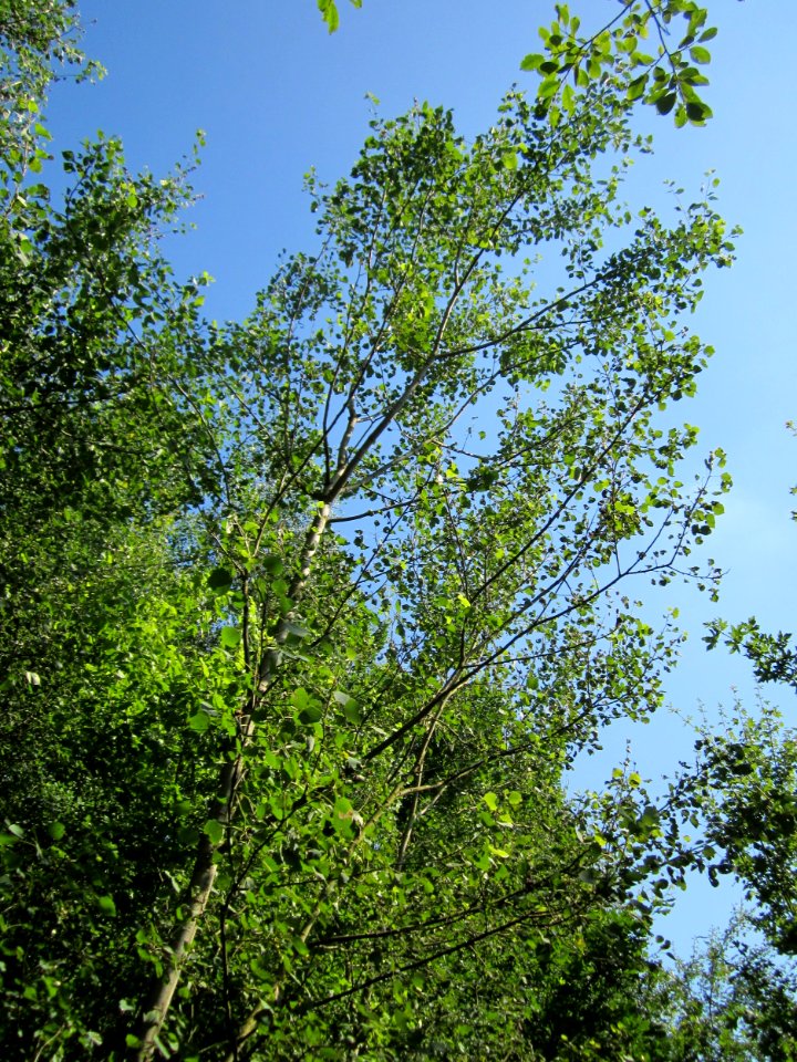 20130721Populus tremula3