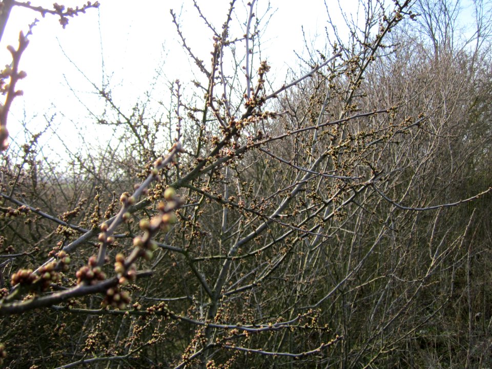 20130322Straeucher Kraichbach1