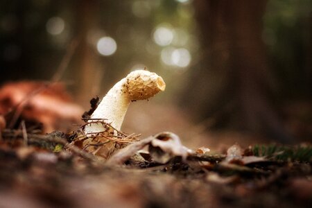 Common stinkmorchel stench forest mushroom