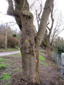 20130217Alte Eschen Saarbruecken3