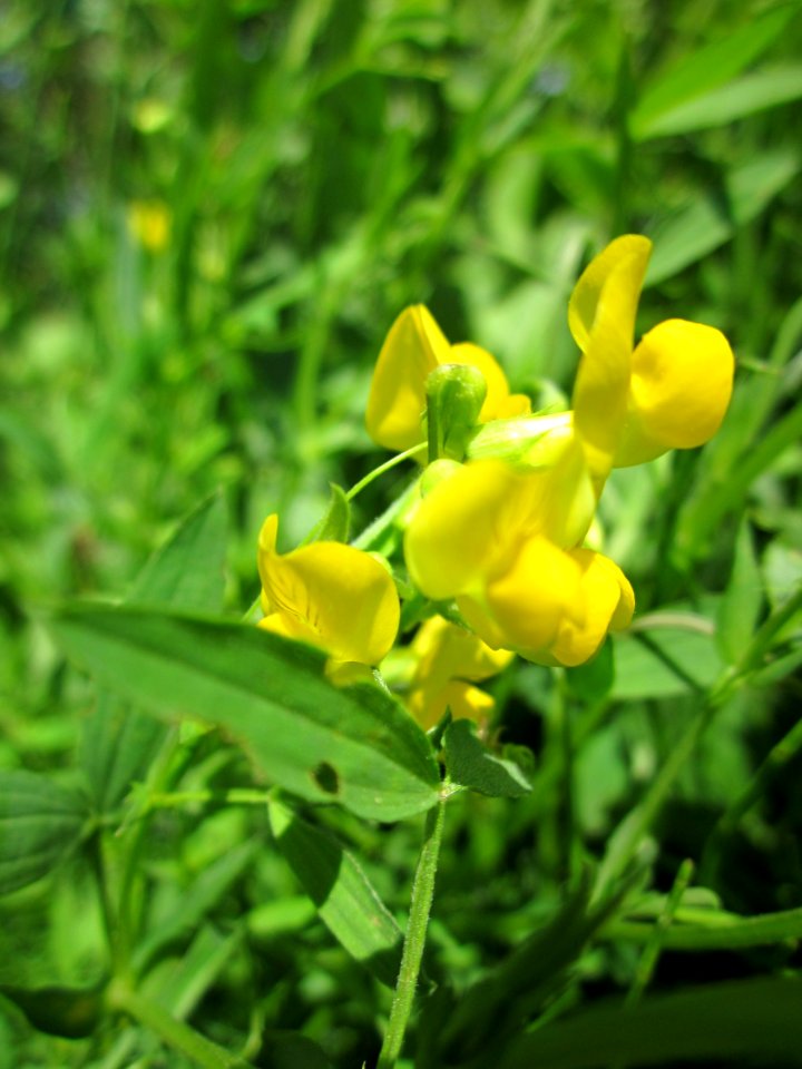20130602Lathyrus pratensis4