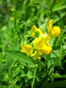 20130602Lathyrus pratensis4