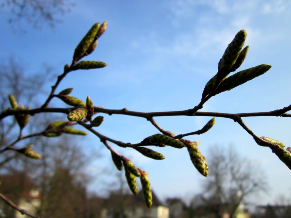 20130322Hainbuche Hockenheim10