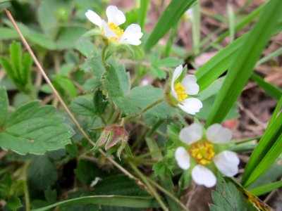 20130418Erdbeer-Fingerkraut Orscholz2