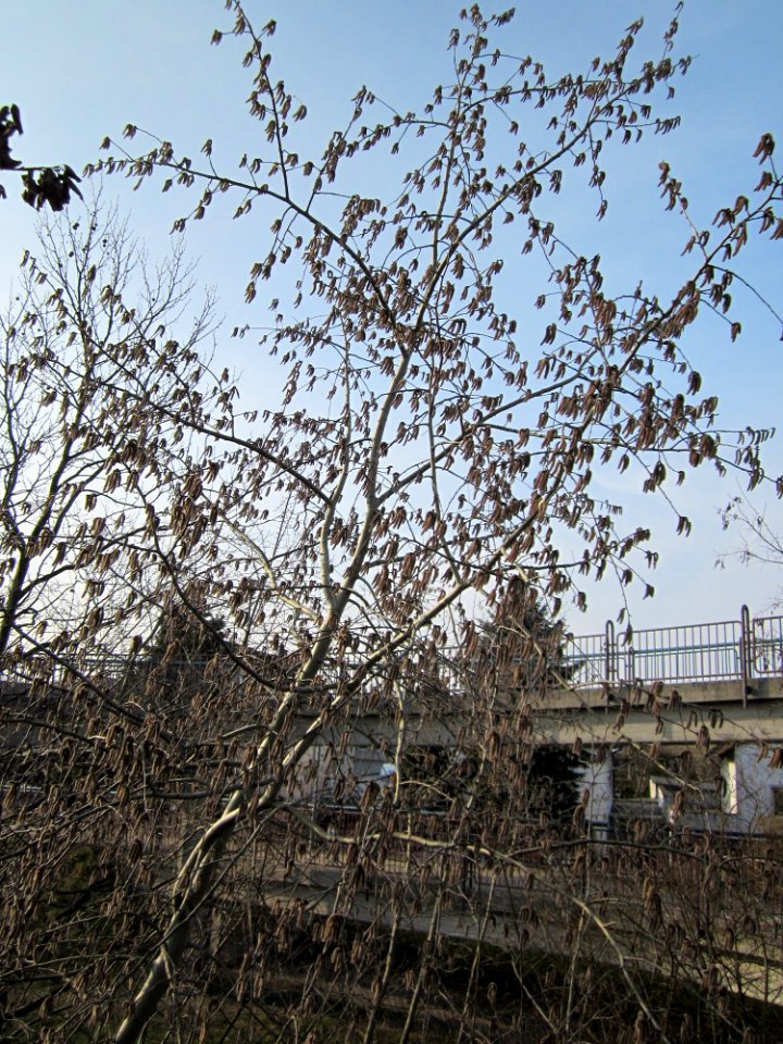 20130322Populus tremula