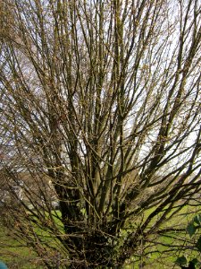20130322Hainbuche Hockenheim11