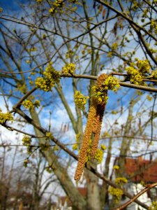 20130320Kornelkirsche Hockenheim5