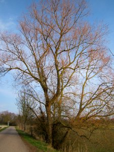 20130322Salix alba