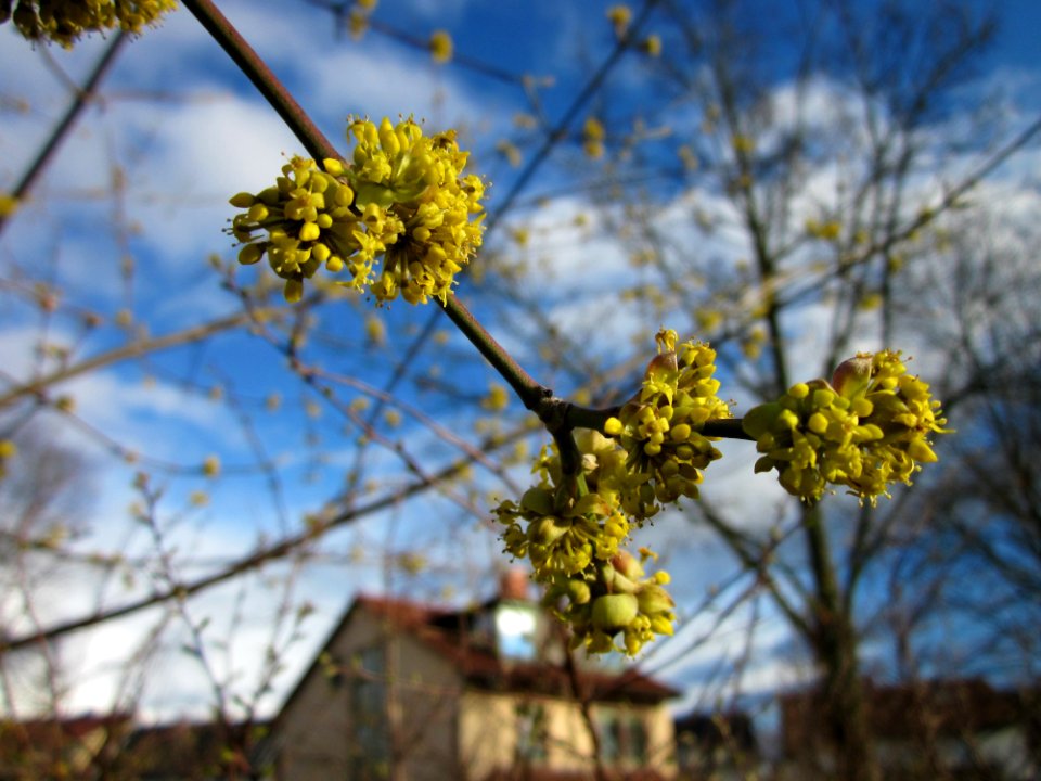 20130320Kornelkirsche Hockenheim7