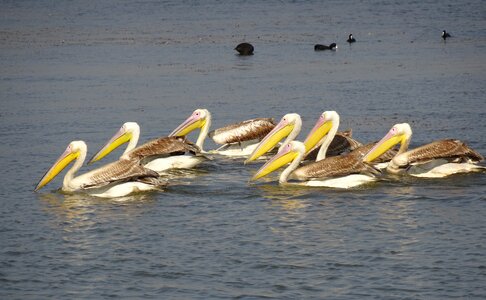 Rosy pelican white pelican water