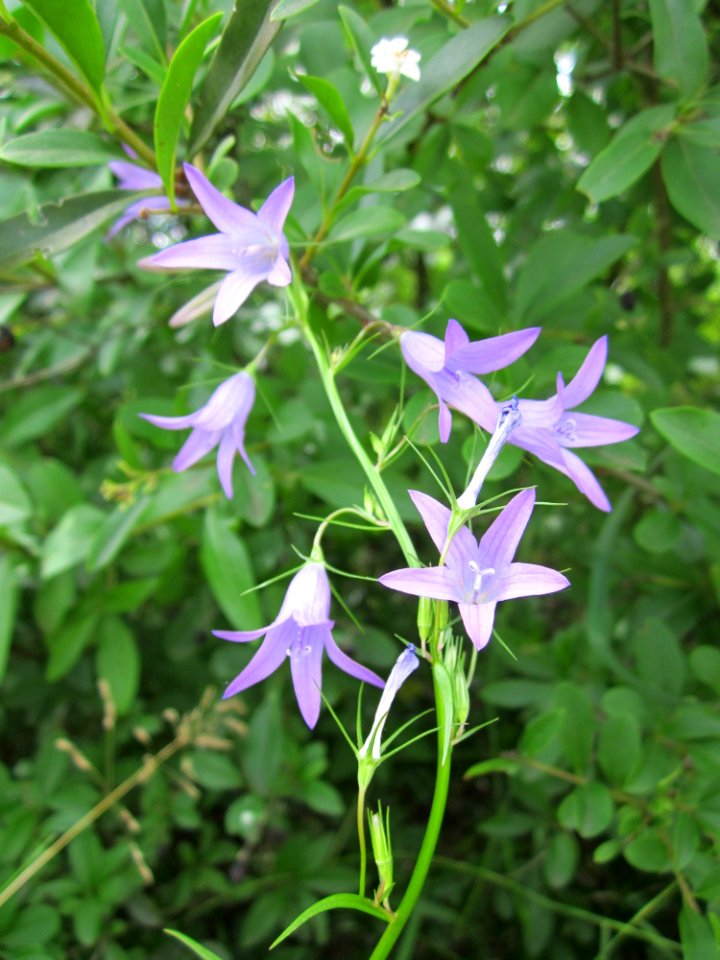 20130623Glockenblume Hockenheim3