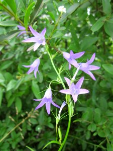 20130623Glockenblume Hockenheim3