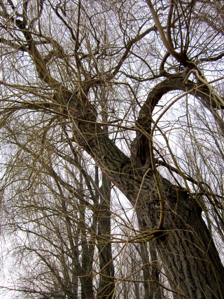 20130130Rhein Altlussheim3