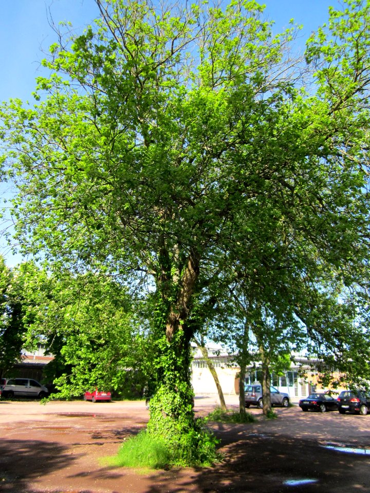 20130518Maulbeerbaum Saarbruecken2