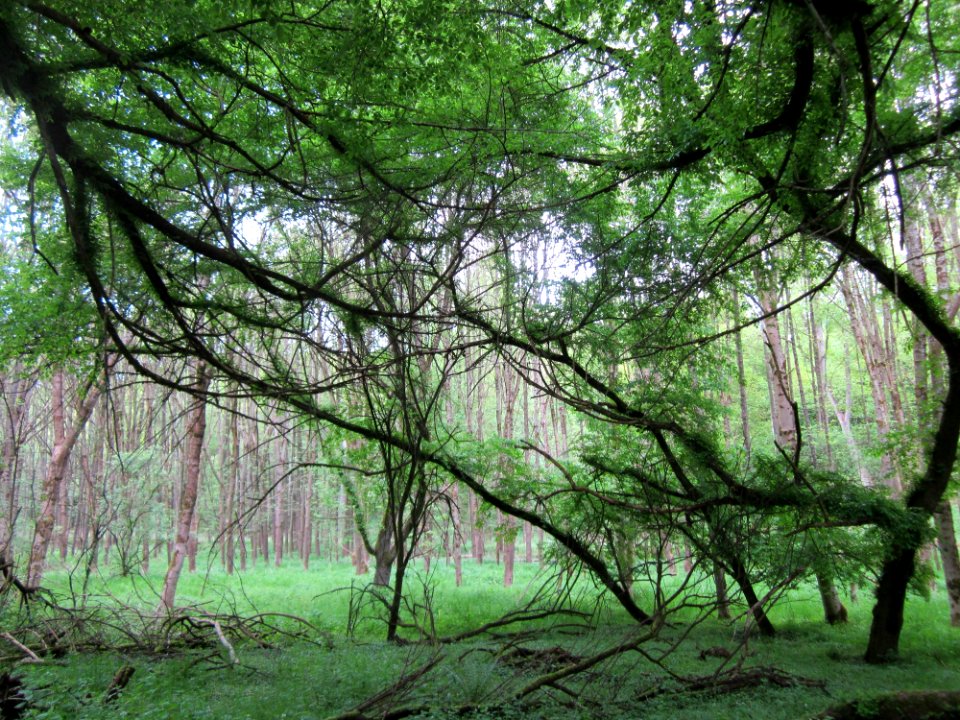 20130509Habsterwiesen Saarbruecken05