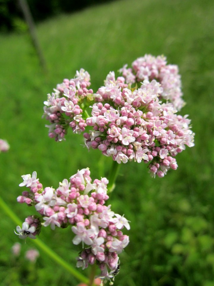 20130530Baldrian Altlussheim2