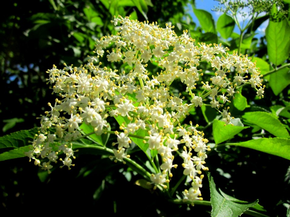 20130528Holunder Hockenheim5