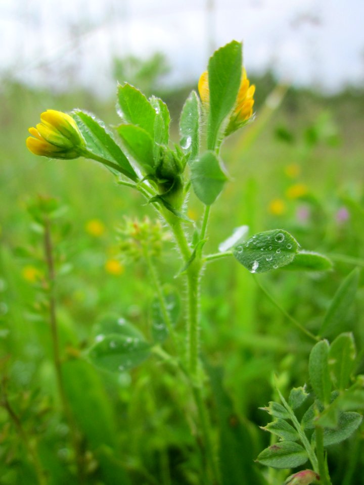 20130529Medicago minima Hockenheim1