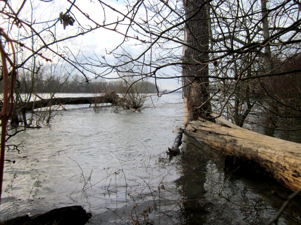 20130207Rheinwald Altlussheim5