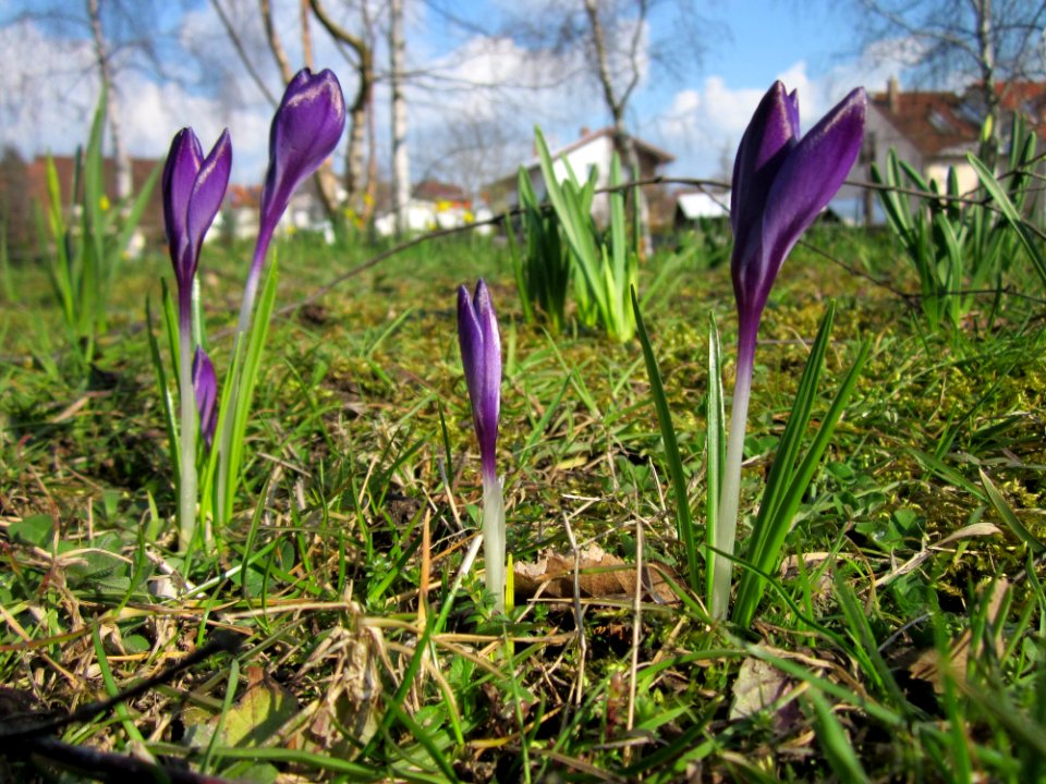 20130314Crocus tommasinianus1