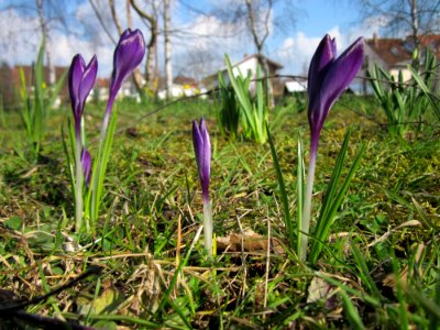 20130314Crocus tommasinianus1