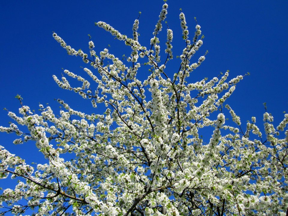20130425Kirsche Hockenheim5