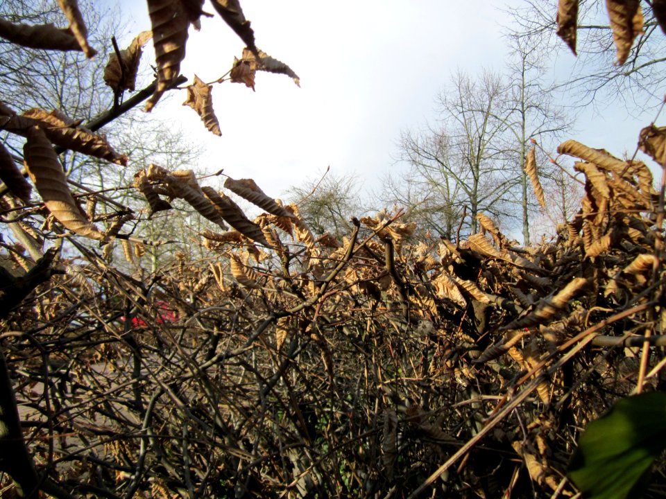 20130320Hainbuchenhecken Hockenheim4