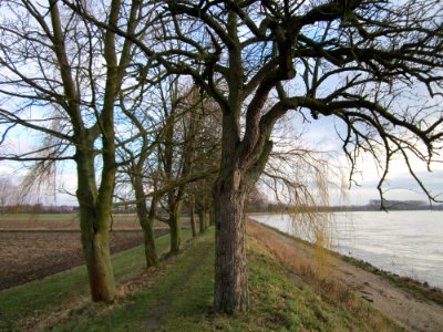 20130207Rheindamm Altlussheim04