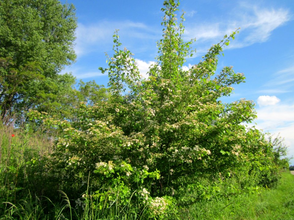 20130528Weissdorn Reilingen06