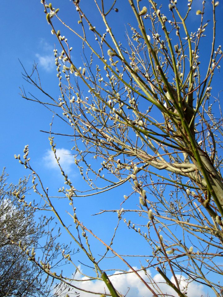 20130314Salix caprea05