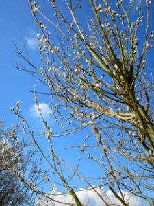 20130314Salix caprea05