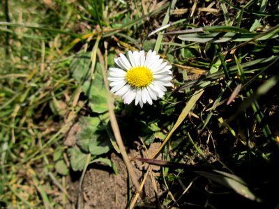 20130306Gaensebluemchen Staden2