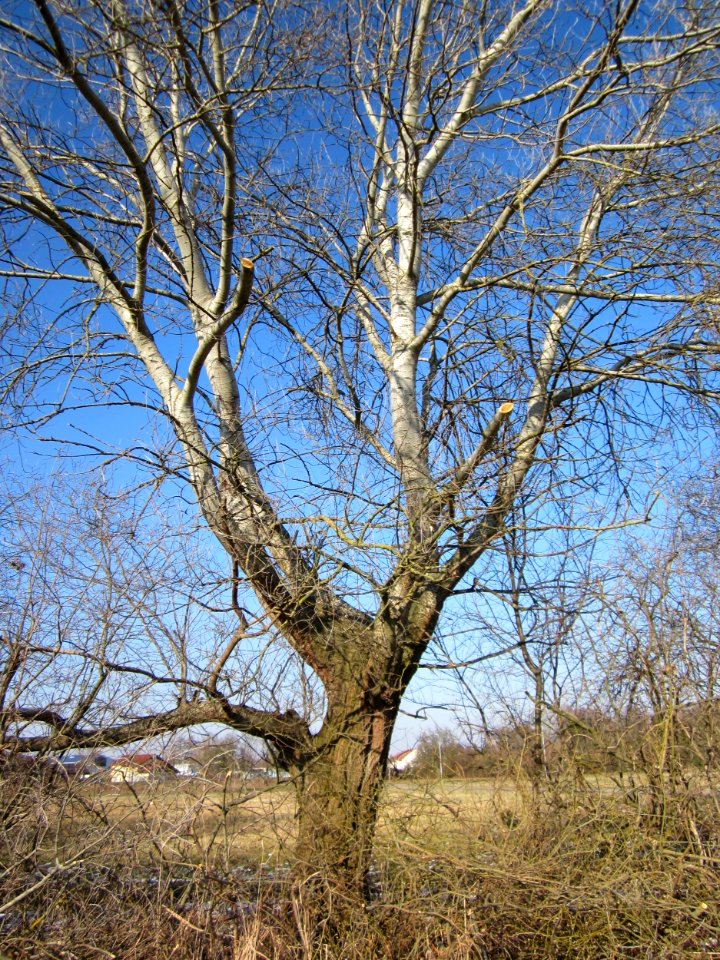 20130315Populus alba2