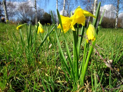 20130314Osterglocken Hockenheim4
