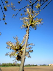20130424Esche Hockenheim09